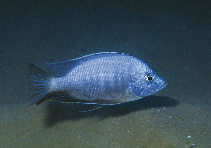 Copadichromis chizumuluensis 'Chizumulu Island'